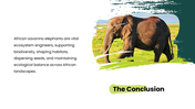 African Savanna Elephant presentation in grassland with habitat, diet, social behavior, threats, and conservation. - slide 10