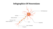 Educational diagram of a neuron with labeled sections including cell body, axon terminals, Schwann cell, and Node of Ranvier.