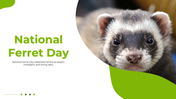 501332-national-ferret-day-01
