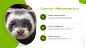 501332-national-ferret-day-04