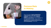 501333-world-rat-day-04