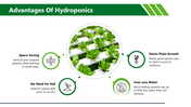 501487-hydroponics-07