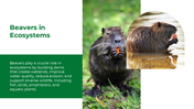 501497-international-beaver-day-03
