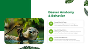 501497-international-beaver-day-05