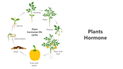 501514-plants-hormone-presentation-04
