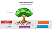 501529-phytoremediation-02