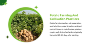 501622-international-day-of-potato-06