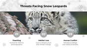 501682-international-day-of-the-snow-leopard-04