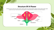 501831-biology-subject-for-high-school-reproduction-in-plants-07