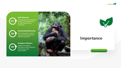501856-world-chimpanzee-day-04
