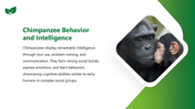 501856-world-chimpanzee-day-05