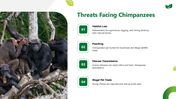 501856-world-chimpanzee-day-06