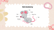 502002-biology-subject-for-high-school-rats-anatomy-03