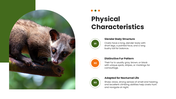 Civet wildlife template with green theme, circular photo, floral accents, text holders, and nature layout. - slide 3