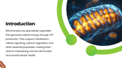 Mitochondria with green themes, cell diagrams, ATP processes, charts, icons, shapes, and text holders. - slide 2