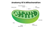 Mitochondria with green themes, cell diagrams, ATP processes, charts, icons, shapes, and text holders. - slide 3