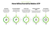 Mitochondria with green themes, cell diagrams, ATP processes, charts, icons, shapes, and text holders. - slide 6