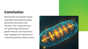 Mitochondria with green themes, cell diagrams, ATP processes, charts, icons, shapes, and text holders. - slide 10