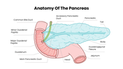 Pancreatitis with pancreas anatomy, teal accents, medical illustrations, text holders and infographic shapes. - slide 3