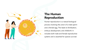 66145-biology-subject-for-high-school-human-reproduction-03