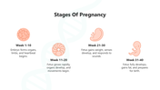 66145-biology-subject-for-high-school-human-reproduction-08