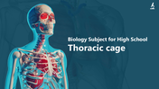 66249-biology-subject-for-high-school-thoracic-cage-01