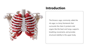 66249-biology-subject-for-high-school-thoracic-cage-02