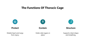 66249-biology-subject-for-high-school-thoracic-cage-04