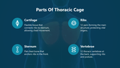 66249-biology-subject-for-high-school-thoracic-cage-05