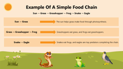 66252-biology-subject-for-high-school-food-chains-08
