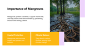 66266-biology-subject-for-high-school-mangrove-habitat-07