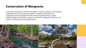 66266-biology-subject-for-high-school-mangrove-habitat-09