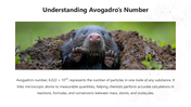 66352-national-mole-day-04
