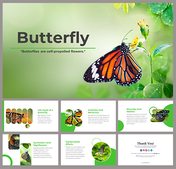 Butterfly themed slides with green and white backgrounds, showcasing details about their life cycle, anatomy, and habitat.