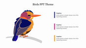Colorful illustration of an African pygmy kingfisher is featured, along with captions and placeholder text.