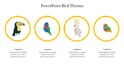 Slide with four colorful bird illustrations inside yellow circles, arranged horizontally, with captions below each.