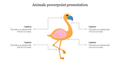 Illustrated flamingo with four labeled callouts connected to various body parts, each with captions.