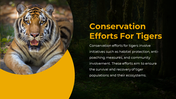 Resting tiger on left in circular frame with yellow accent, next to text about conservation efforts and ecosystem recovery.