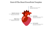 Illustration of a red heart with five labels pointing to different anatomical sections, on a white slide.