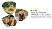 Wildlife images featuring a lion in grass, a bear near water, and two lions on a log within abstract shapes.