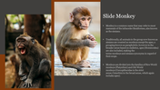Two monkeys side by side, one yawning and another sitting with folded arms, on a brown and grey background.