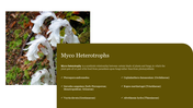 PowerPoint slide on Myco Heterotrophs with a photo of a plant and a list of species in a symbiotic relationship with fungi.