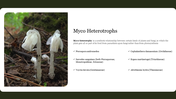 Myco heterotrophs PPT slide with an image of white fungi and a list of plant species in a parasitic relationship with fungi.