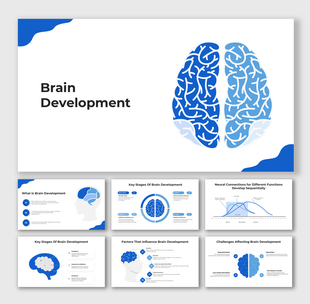 Visual diagram of brain development stages with simplified brain graphics and infographic layouts.
