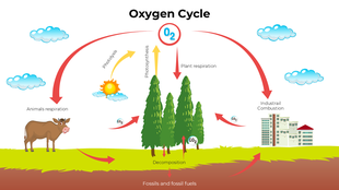 Illustrated oxygen cycle showing trees, animals, sunlight, and carbon dioxide exchange processes.