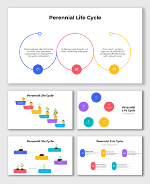 Diagram of perennial plant life cycle showing stages from seed to dormancy and regrowth across seasons.