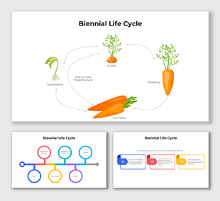Biennial Life Cycle diagram showing plant stages from seed germination to flowering and dormancy with carrot illustrations.