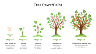 Horizontal sequence of five tree illustrations, each stage growing larger from seedling to mature, in green and brown tones.