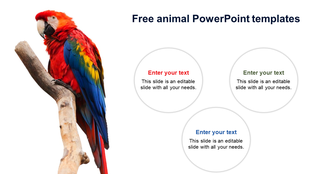  A colorful parrot perched on a branch, with three circular text placeholders to the right.