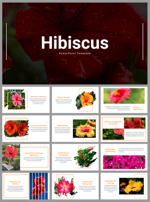 Hibiscus themed slides featuring sections on flower characteristics, medicinal uses, and culinary applications with images.
